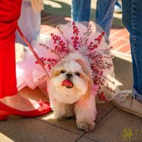 2022 Nowruz Celeb at UCLA89