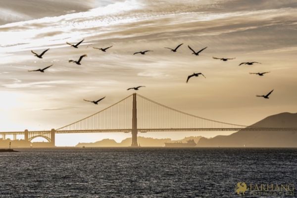 24 Voices Unveiled SF